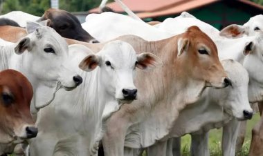 Pengurus Masjid Diimbau Periksa Kesehatan Hewan Kurban Jelang Iduladha 1445 H