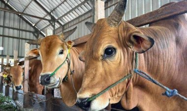 Orang yang Berkurban Diutamakan Menyembelih, Berikut Syarat dan Tata Caranya