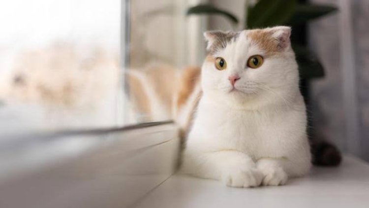 Hati-hati! Kucing Bisa Membawa Penyakit Apa Saja Jika Kebersihannya tak Dijaga?