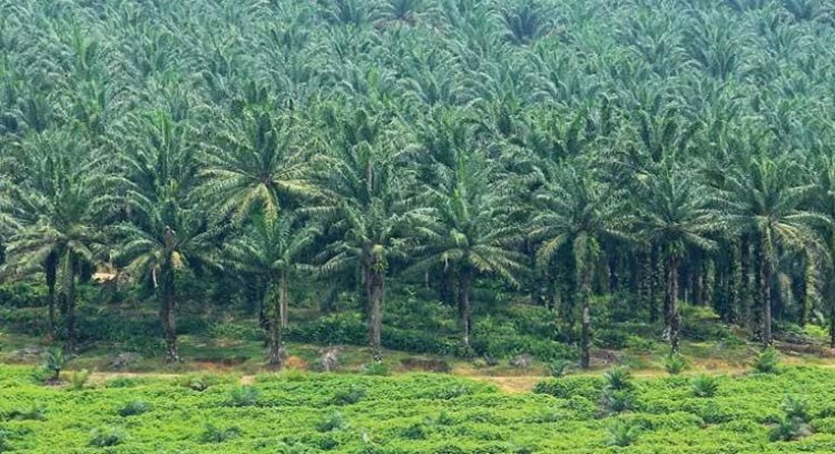 KPK Sebut 1,9 Juta Ha Perkebunan di Riau Terindikasi Ilegal