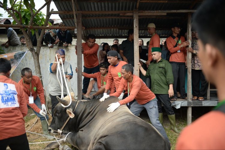 Butuh Waktu 30 Menit Tumbangkan Sapi Kurban Bantuan Presiden di Riau, Beratnya 835 Kilogram