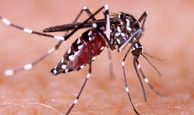 860 Kasus DBD Ditemukan di Riau, Satu Orang Meninggal di Kota Dumai