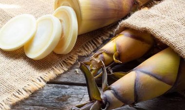 Makan Rebung Sebabkan Kenaikan Asam Urat Naik, Mitos atau Fakta?