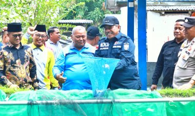 Bupati Siak Alfedri Panen Perdana Budidaya Lele