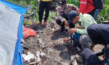 Jali Pekerja Sub Kontraktor Sinar Mas Group Diterkam Harimau di Kawasan Konsesi Desa Pulau Muda