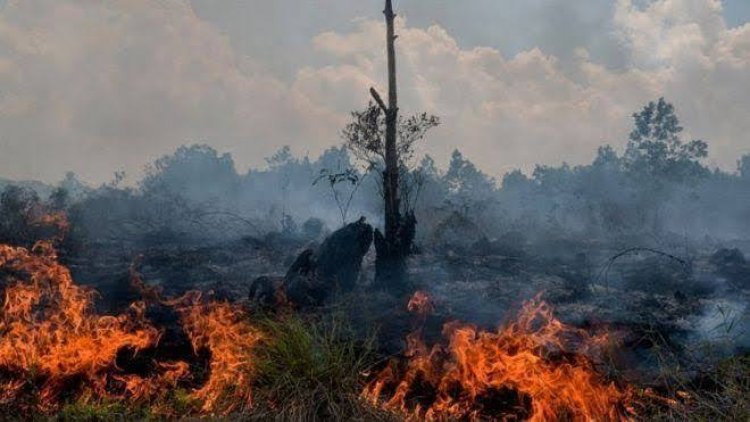 Pemko Pekanbaru Segera Tetapkan Status Siaga Darurat Karhutla