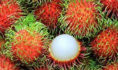 Buah Rambutan: Kandungan Nutrisi dan Manfaatnya untuk Kesehatan