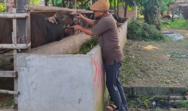 68 orang Tenaga Kesehatan Hewan Disnakbun Rohul Akan Pastikan Hewan Kurban Dalam Kondisi Sehat