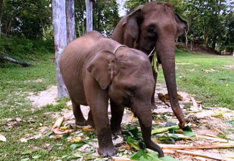 Domang dan Tari Dua Ekor Anak Gajah Penghuni TNTN Dinobatkan Sebagai Warga Kehormatan Provinsi Riau