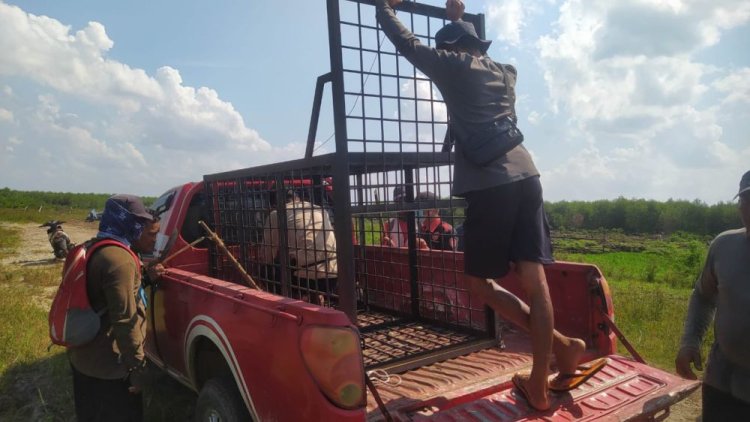 Harimau Sumatera Makan Ternak Warga Desa Pulau Muda Pelalawan, BBKSDA Riau Pasang Camera dan Box Trap