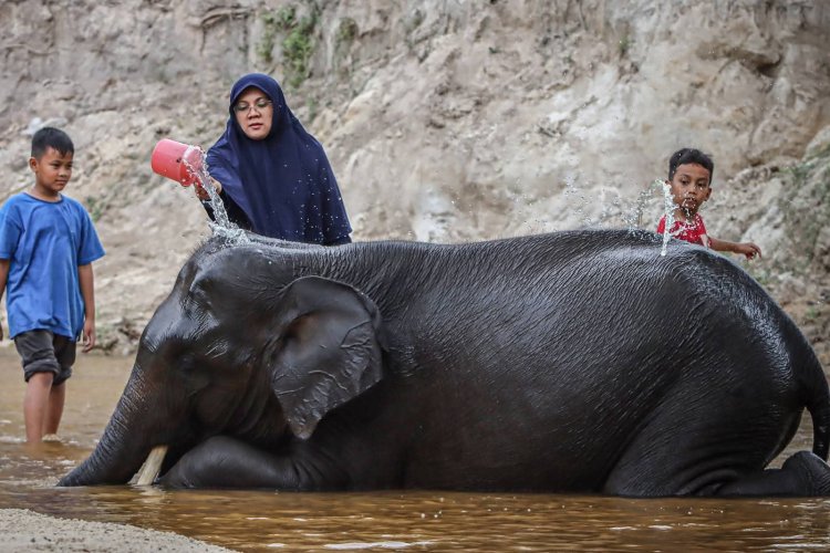 Bupati Siak Afni Zulkifli Camping Ceria Bareng Anak-anak di Pusat Latihan Gajah Minas