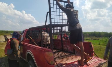 Harimau Serang Pekerja di Distrik Merawang PT Arara Abadi, BBKSDA Riau Turunkan Tim Mitigasi ke Teluk Meranti