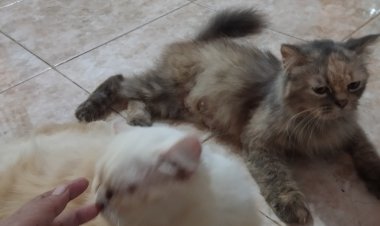 Ada Vaksinasi Rabies Gratis Hari Ini di Tangkerang Timur, Ayo Bawa Hewan Peliharaanmu!