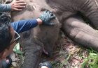 Tari Kalista Lestari Anak Gajah di Taman Nasional Tesso Nilo Ditemukan Mati, Polda Riau Turunkan Tim Khusus