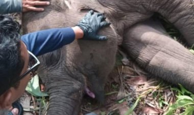 Tari Kalista Lestari Anak Gajah di Taman Nasional Tesso Nilo Ditemukan Mati, Polda Riau Turunkan Tim Khusus