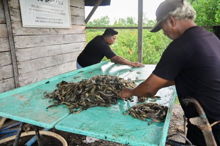 Potensi Udang 160 Ton Setahun, Wali Kota Dumai Usulkan Pembangunan Kawasan Shrimp Estate Kota Dumai