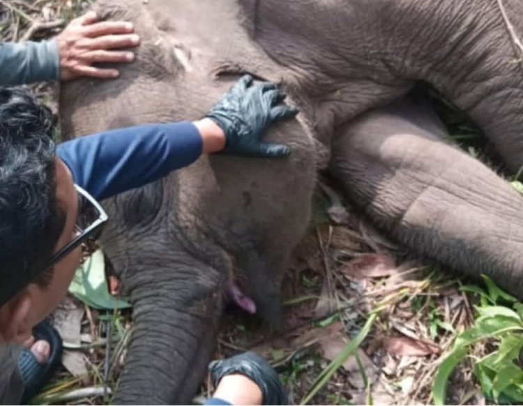 Tari Kalista Lestari Anak Gajah di Taman Nasional Tesso Nilo Ditemukan Mati, Polda Riau Turunkan Tim Khusus