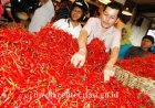 Harga Cabai Merah Melonjak dari Rp40 Ribu per Kg Jadi Rp150 Ribu per Kg, Dampak Banjir dan Longsor di Sumbar dan Sumut