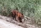 Butet Diserang Anak dan Induk Harimau Saat Panen Damar di Kawasan Sungai Balam Batang Gansal Inhu