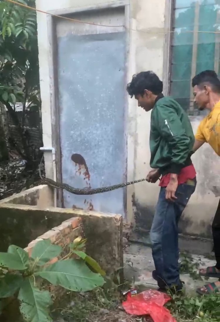 Ular Piton Gegerkan Warga Gang Saudara Tangkerang Timur, Ditemukan di Parit Belakang Rumah