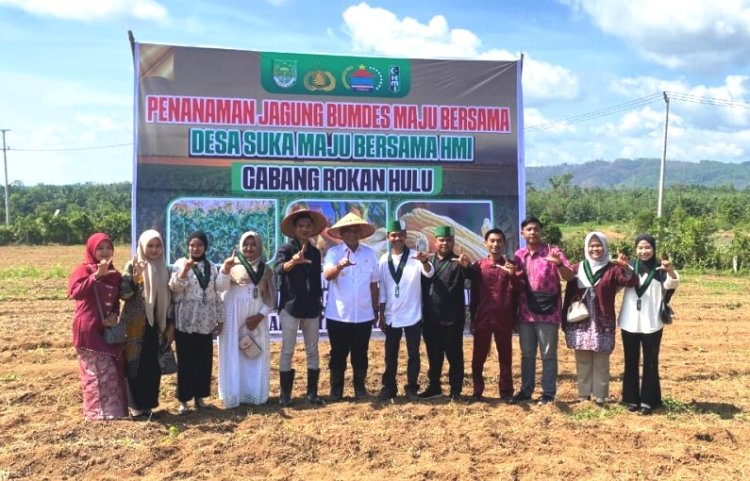 Bupati Anton Ikuti Penanaman Jagung BUMDes Suka Maju dan HMI Rohul di KM 6 Desa Suka Maju Rambah