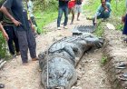 Warga Desa Sungai Undan Inhil Tangkap Buaya Raksasa dengan Panjang 7 Meter