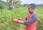 Dari Sawit ke Cabai, Warga Langgam Menggantang Asa dalam Menjaga Hutan Ulayat