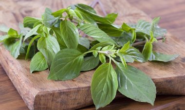 Kaya Antioksidan, Ini Manfaat Daun Kemangi bagi Tubuh dan Pikiran