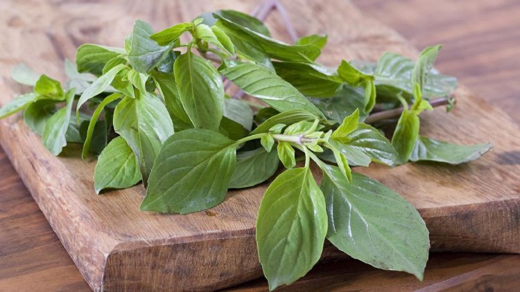 Kaya Antioksidan, Ini Manfaat Daun Kemangi bagi Tubuh dan Pikiran