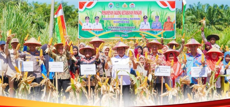 Wabup Rohul Syafaruddin Poti Hadiri Panen Jagung BUMDes Maju Bersama Desa Kepenuhan Hilir
