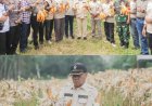 Bupati Kuansing Panen Raya Jagung Pipil di Kecamatan Kuantan Tengah