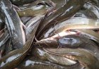 Ikan Favorit Warga RI yang Ternyata Menyerap Racun dalam Air