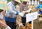 Panen Raya Jagung di Kampung Benteng Hilir, Wabup Siak Ajak Warga Optimalkan Lahan