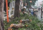 Demi Pekanbaru Green City: Warga Dilarang Tebang Pohon, Laporkan Penebangan Tanpa Izin