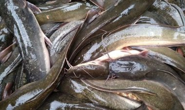 Ikan Favorit Warga RI yang Ternyata Menyerap Racun dalam Air