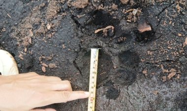 Zulfikar Kaget Lihat Harimau Sumatera di Area Kebun Sawit Koperasi Tinera Jaya Siak, Sempat Dikira Sorot Mata Sapi