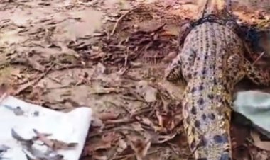 Buaya 2,2 Meter Muncul di Permukiman Warga Desa Limau Manis Kemuning Inhil