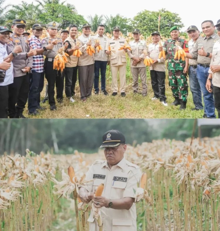 Bupati Kuansing Panen Raya Jagung Pipil di Kecamatan Kuantan Tengah