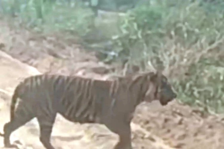 Seekor Harimau Sumatra yang Muncul di Akses Jalan PT Bumi Siak Pusako Hanya Sedang Melintasi Teritorialnya