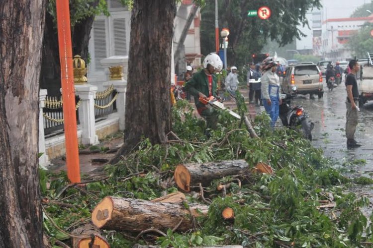 Demi Pekanbaru Green City: Warga Dilarang Tebang Pohon, Laporkan Penebangan Tanpa Izin