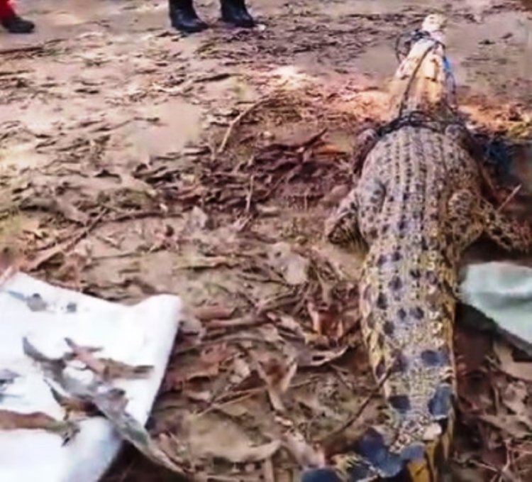 Buaya 2,2 Meter Muncul di Permukiman Warga Desa Limau Manis Kemuning Inhil