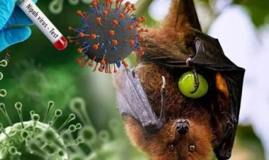 Waspada Virus Nipah, Warga Dilarang Konsumsi Nira Langsung dari Pohon