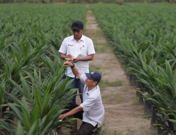 PTPN IV PalmCo Salurkan 6 Juta Bibit Unggul Bersertifikat di Lahan 41.000 Ha, Libatkan Lebih 20 Ribu Petani