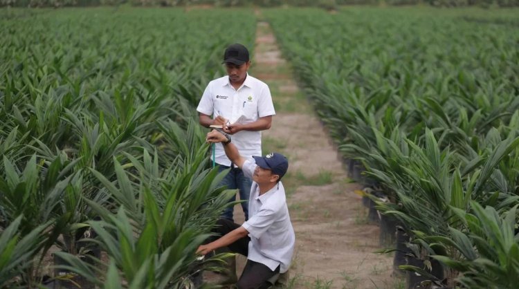 PTPN IV PalmCo Salurkan 6 Juta Bibit Unggul Bersertifikat di Lahan 41.000 Ha, Libatkan Lebih 20 Ribu Petani