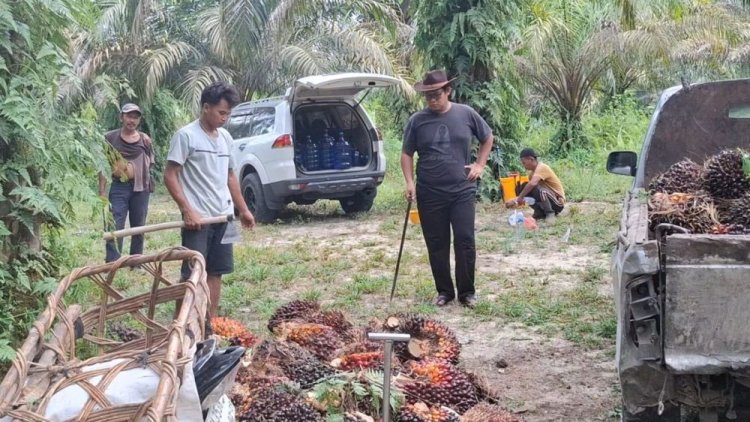 11.600 Hektare Lahan Kebun Sawit di Riau Jadi Sasaran Program Peremajaan Sawit Rakyat 2026