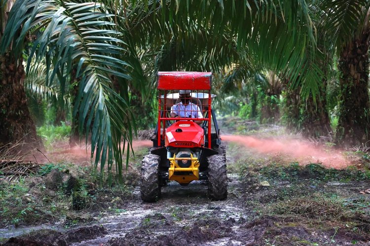 Kebun Air Molek 2 PTPN IV Regional III Siap Replanting 862 Ha Sawit di Indragiri Hulu