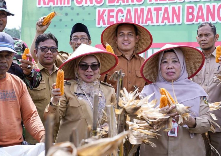 Wakil Bupati Kampar Panen Raya Jagung Pipil Program Ketahanan Pangan