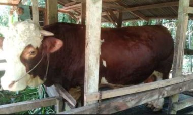 Jelang Hari Raya Iduladha 1447 Hijriah, Pemprov Riau Seleksi Sapi Kurban Bantuan Presiden Prabowo