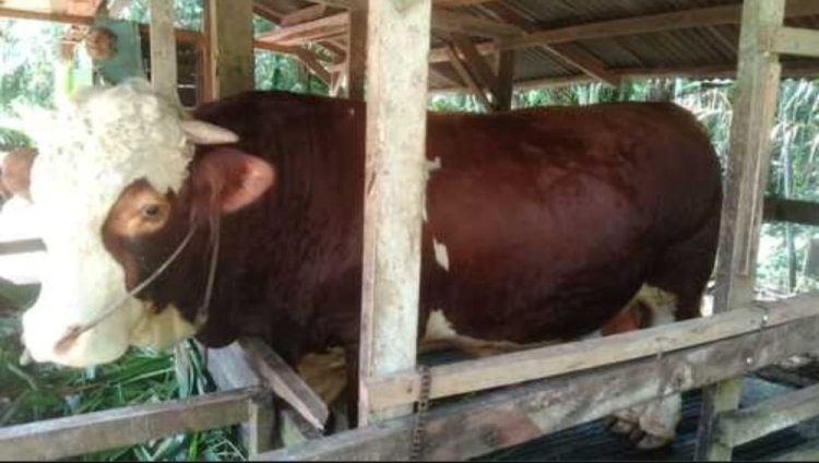 Jelang Hari Raya Iduladha 1447 Hijriah, Pemprov Riau Seleksi Sapi Kurban Bantuan Presiden Prabowo