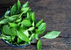 Bukan Cuma Lalapan, Ternyata Kemangi Bisa Jadi Skincare Anti Inflamasi